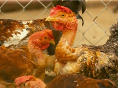 Nghệ An: Phục tráng gà trụi lông cổ 